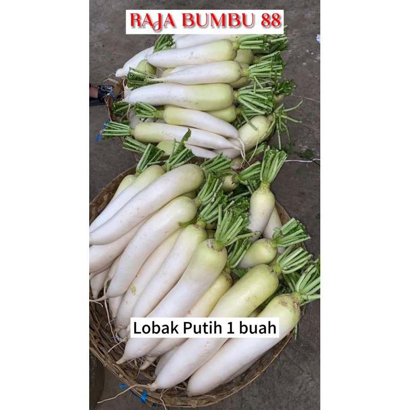 

LOBAK PUTIH 1 buah