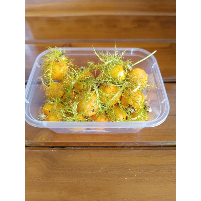 

Buah Rambusa Matang dipohon isi 20 buah