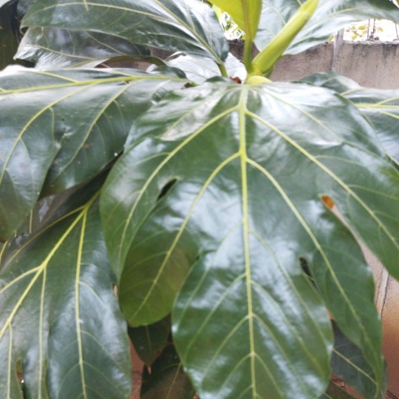 

Daun Sukun Hijau Fress