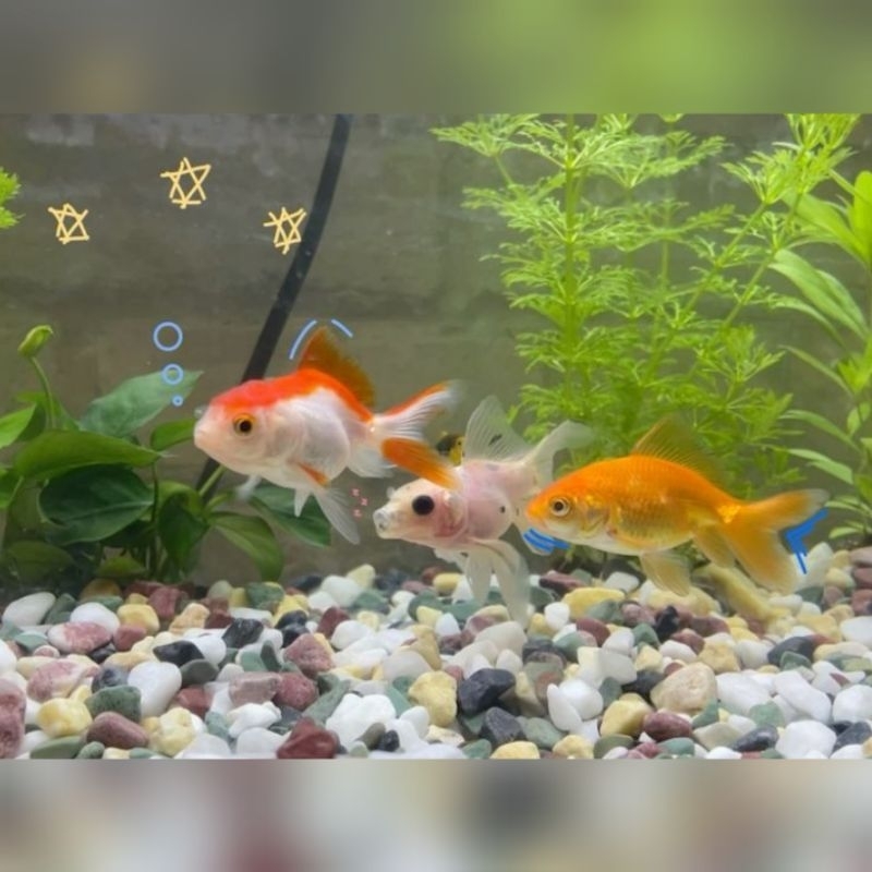 Ikan Hias Anakan Koki Oranda Anak Koki Oranda Baby Oranda Goldfish Size 3-4cm Hiasan Aquarium Kolam 