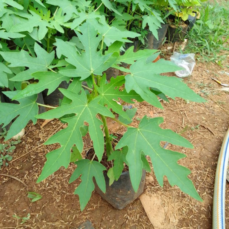 pohon pepaya California / bibit pepaya super manis
