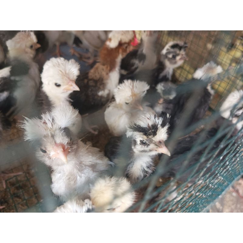 Ayam Polan - Ayam Poland - Ayam Hias Poland - Ayam Hias Jambul