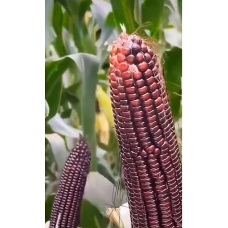 50 Butir Benih JAGUNG KETAN JANTAN JAGUNG KETAN