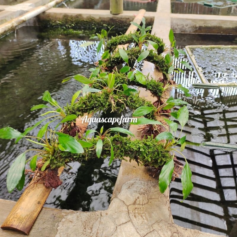 hardscape kayu jembatan/terowongan aquascape hiasan aquarium paludarium terarium