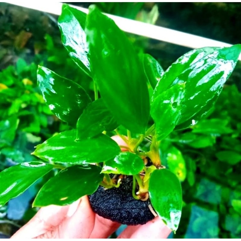 hebras/anubias sp media wabikusa