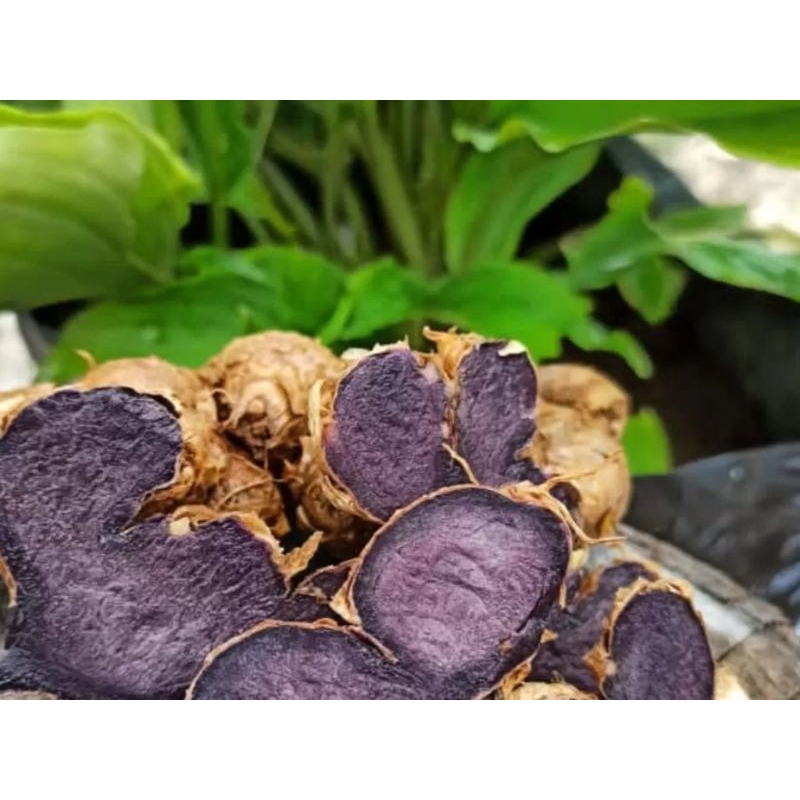 

KUNYIT HITAM ASLI 1KG