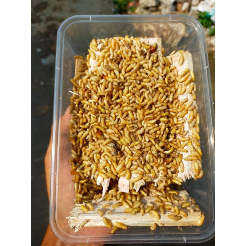 PUA/POA RAYAP HUTAN UMPAN MEMANCING