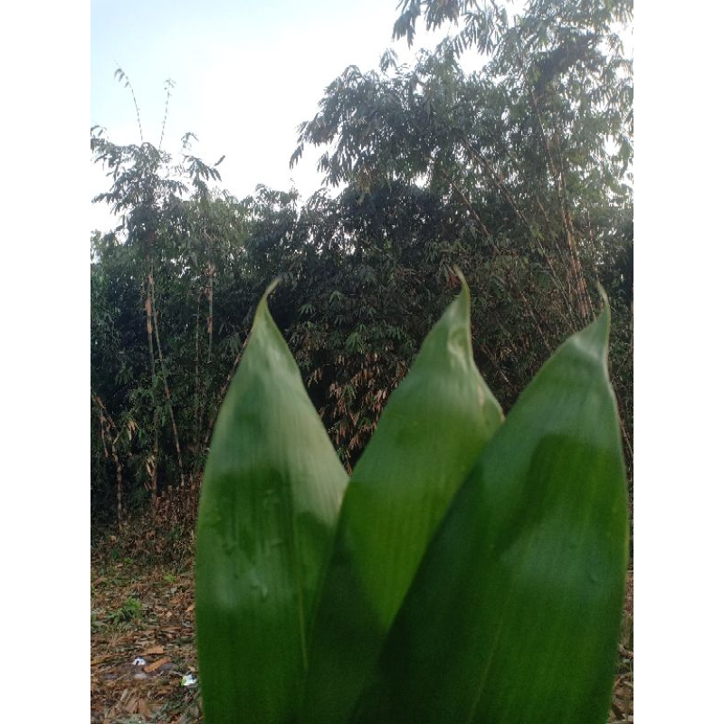 

Daun bambu segar 1 lembar