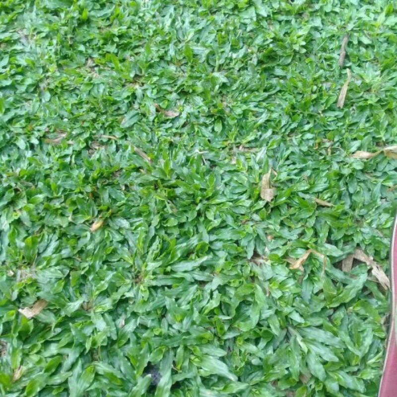 rumput gajah mini bibit rumput gajah mini