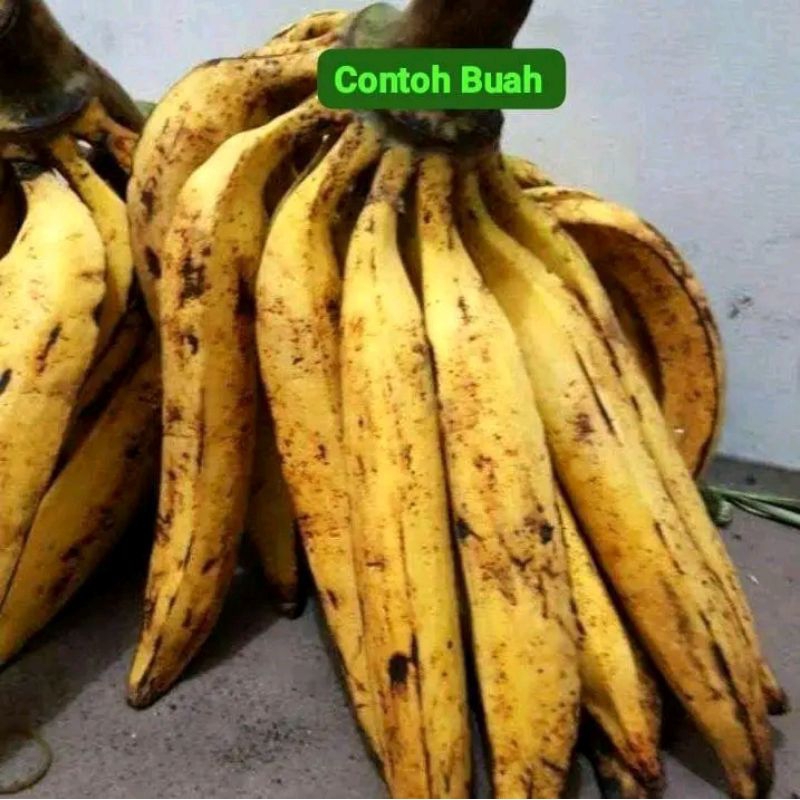 Bibit pisang tanduk jumbo