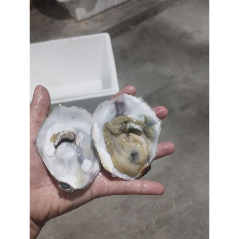 

OYSTER/ KERANG TIRAM UTUH 1KG