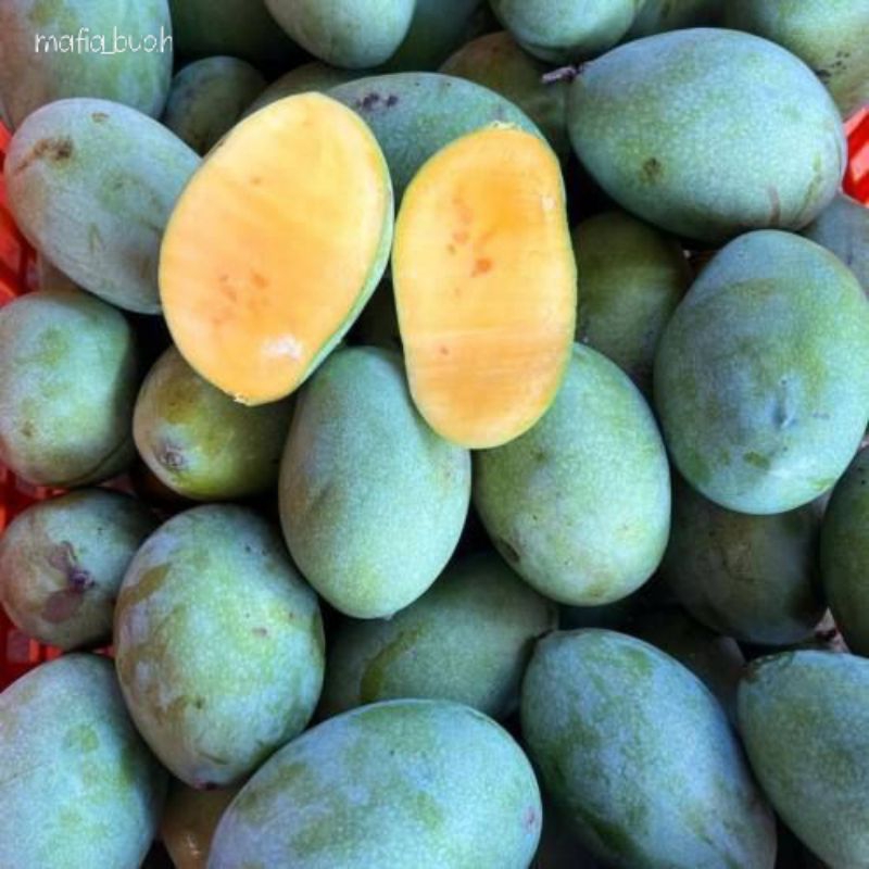 

Mangga buah manalagi siap santap berat 1kg