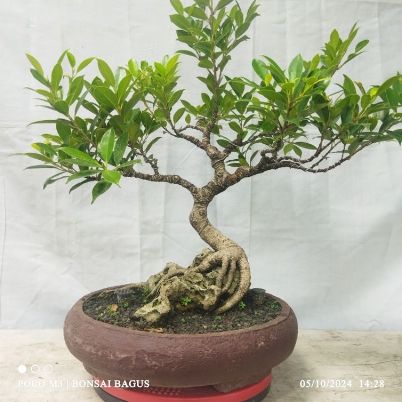 Bahan Bonsai Kimeng (on the rock)