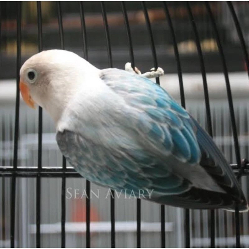 Burung Lovebird biola euwing blue rawatan