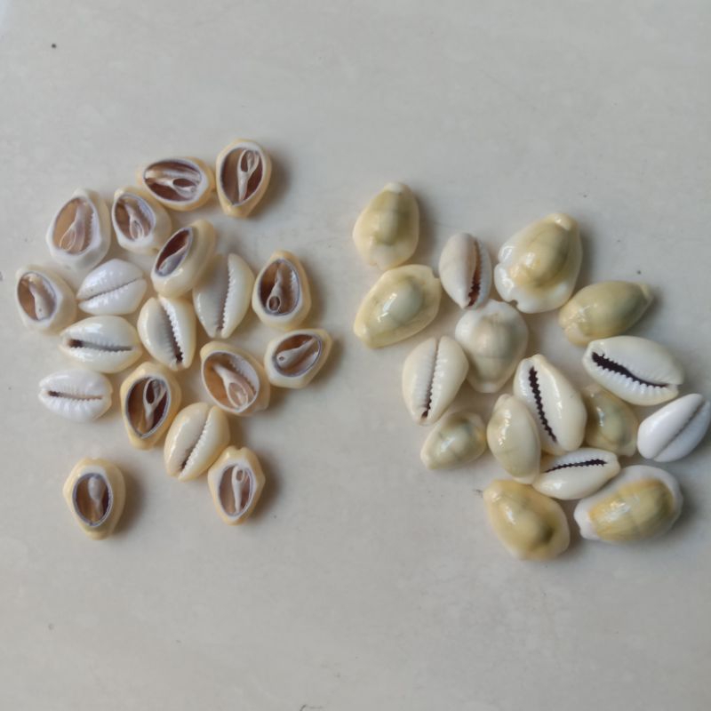 Buli Kuning | Kerang Kuning | Cyprea Annulus