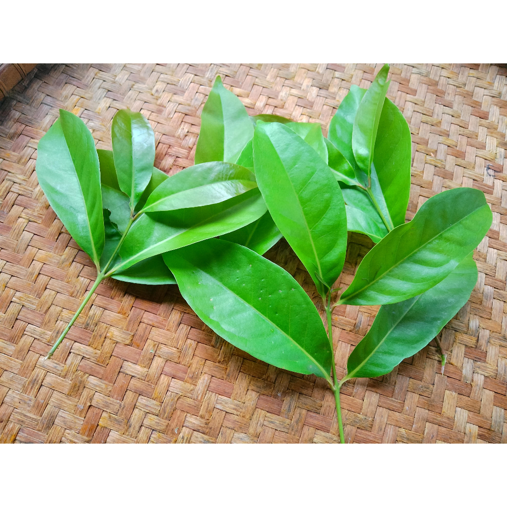 

Daun Salam Segar / Daun Salam Muda / Pucuk Daun Salam Berat 100 gram