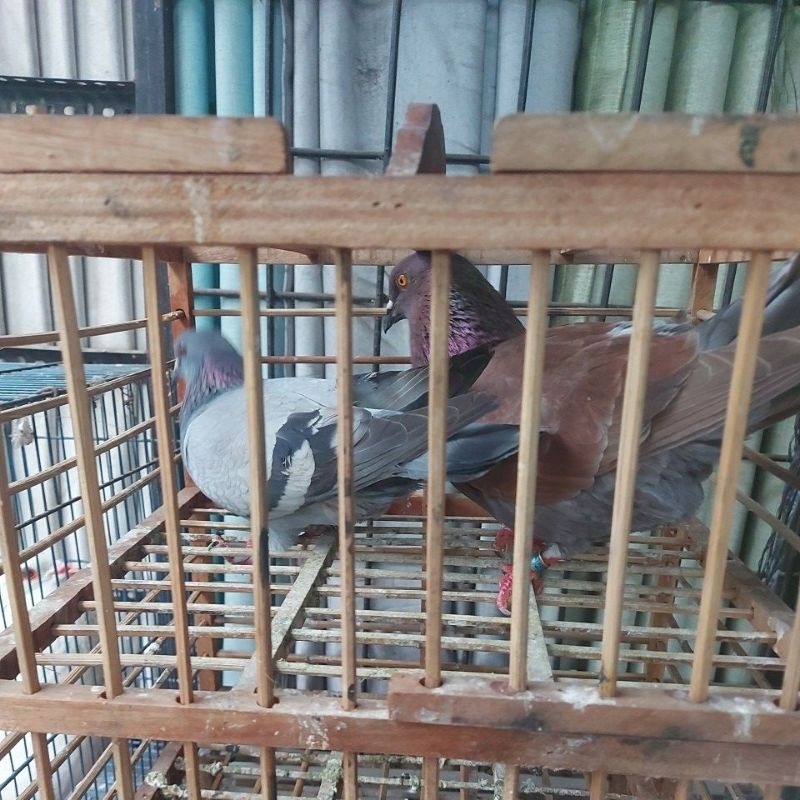 burung merepati burung dara hidup burung merepati giring 1 pasang