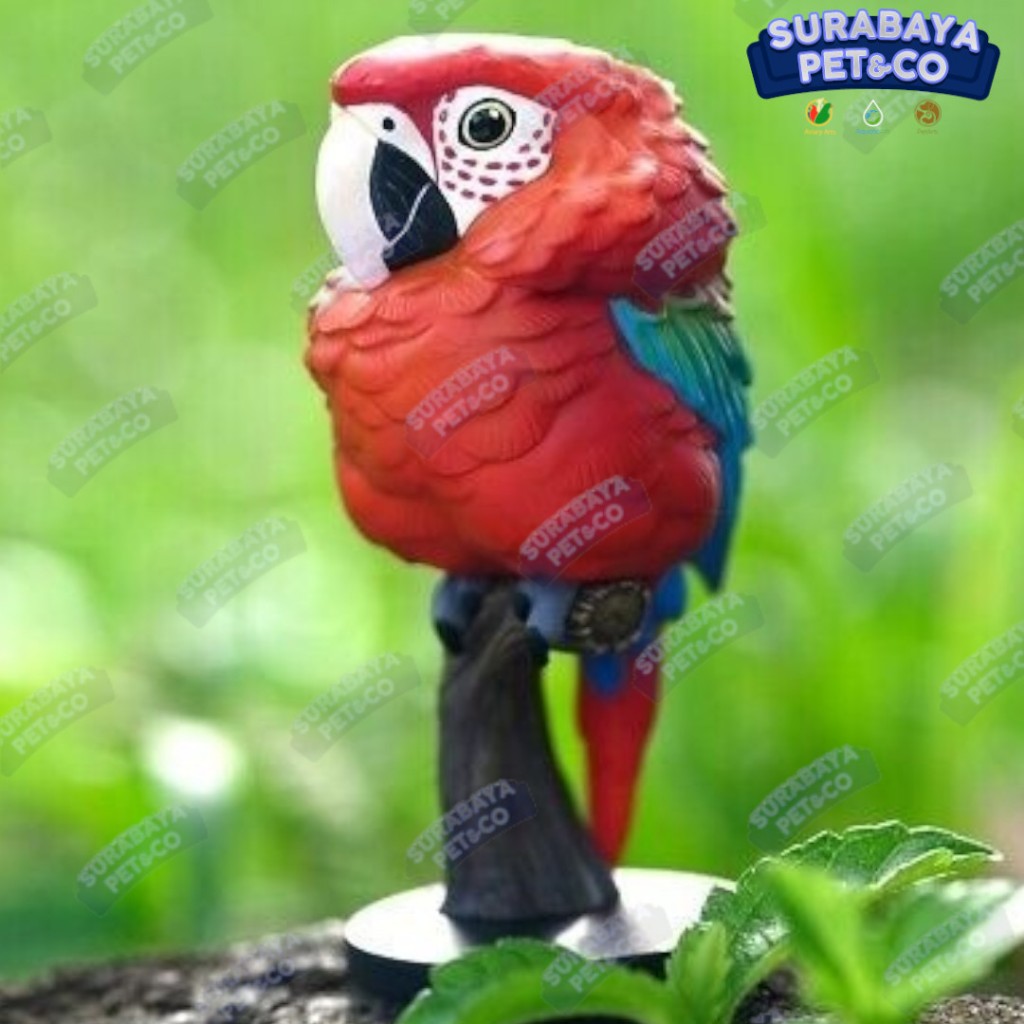 ANIMAL HEAVENLY BODY Green Wing Macaw Ara Chloropterus Burung Macaw Import Bulu Merah Hijau - Suraba