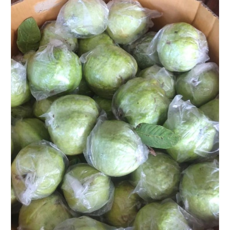 

jambu kristal murah per biji