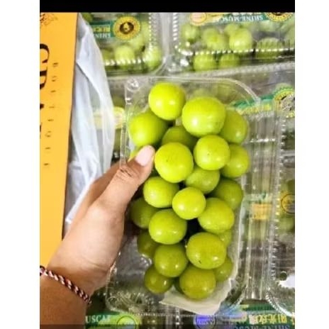 

anggur muscat 500gr