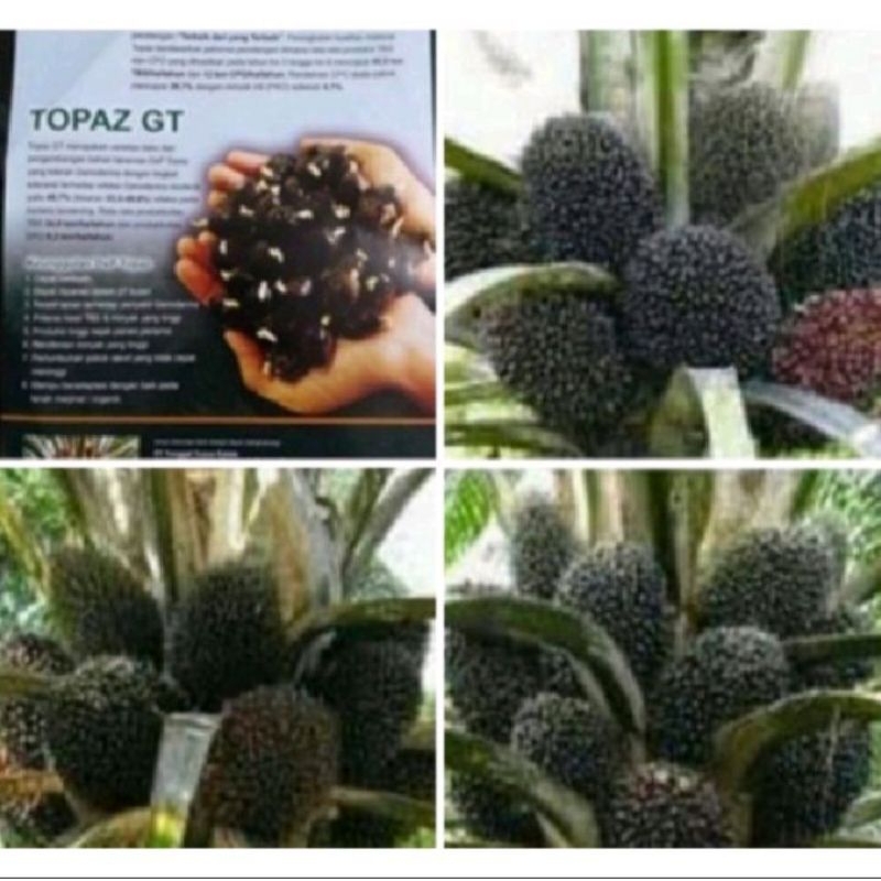 BENIH KECAMBAH SAWIT TOPAZ