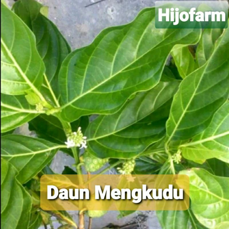 

Daun Mengkudu/Pace/Noni Segar 100 Gr