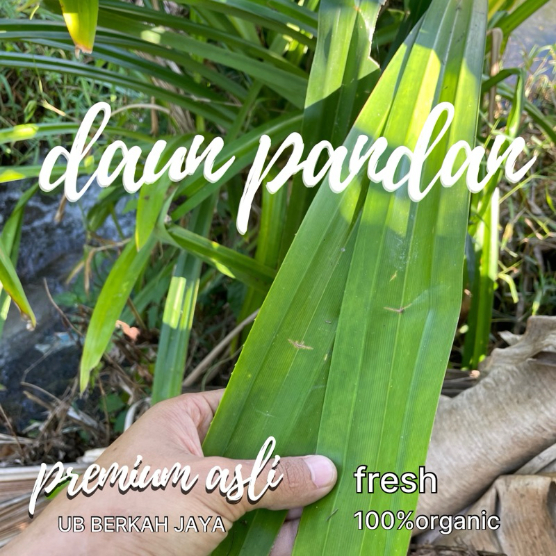 

DAUN PANDAN 1 ikat