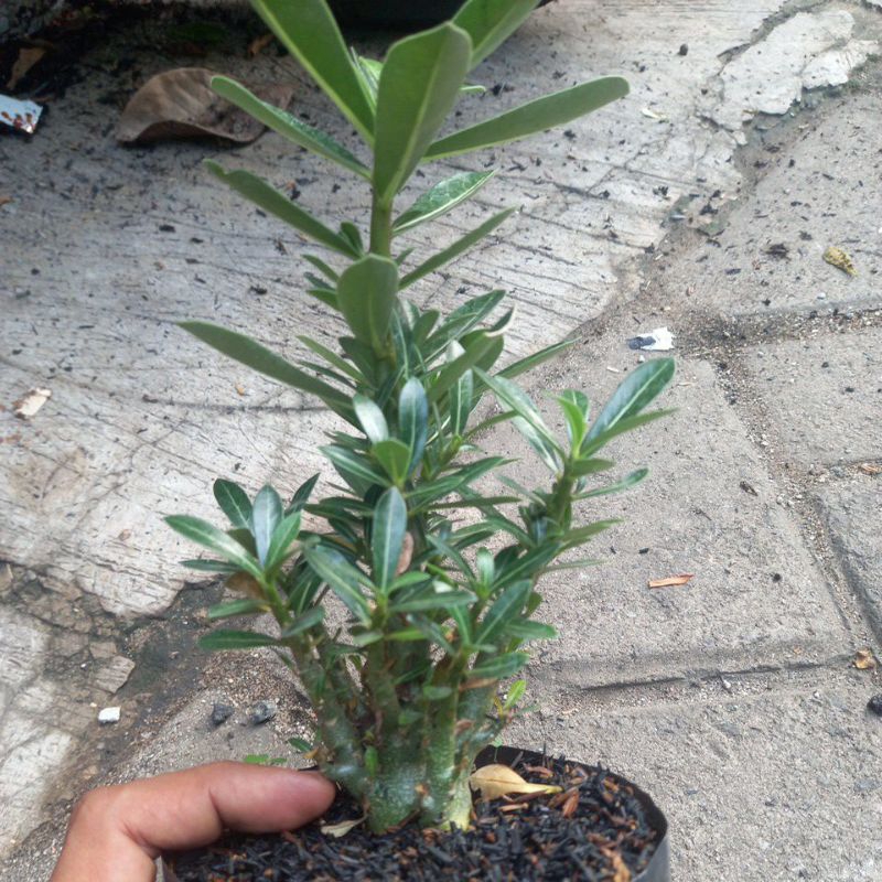 adenium cabang seribu super