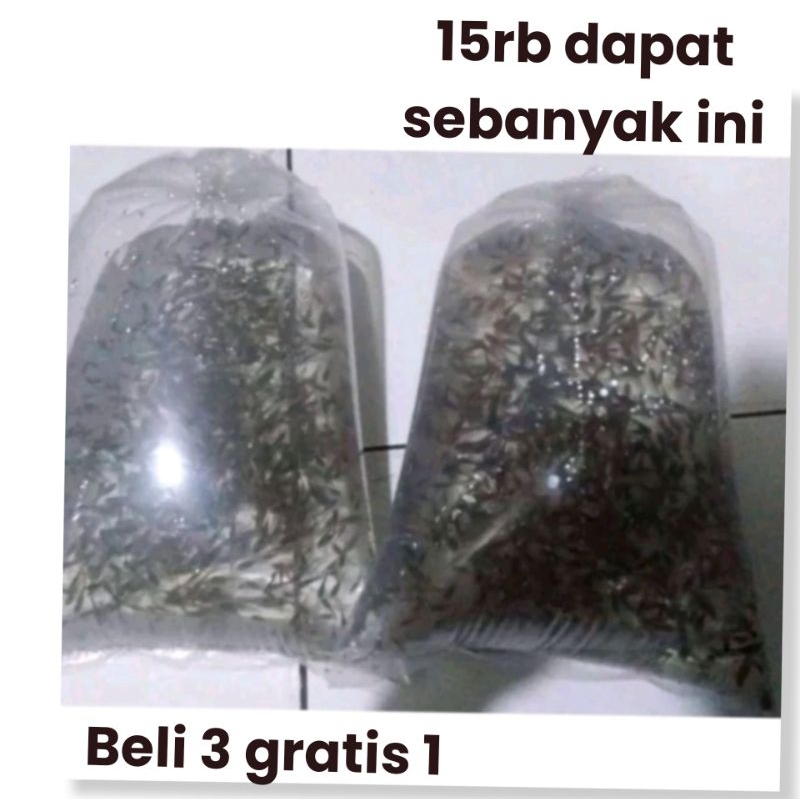 ikan cere sungai pakan ikan predator pakan ikan arwana dll