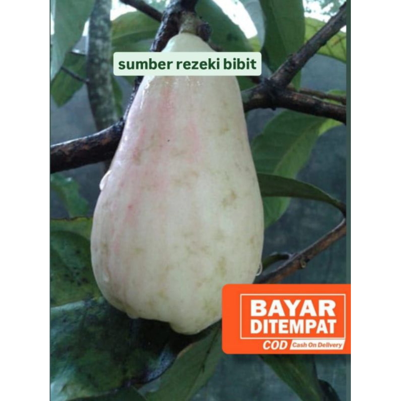 Jambu air Jamaika putih buah JUMBO HASIL OKULASI SIAP TANAM