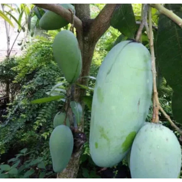bibit mangga golek madu murah
