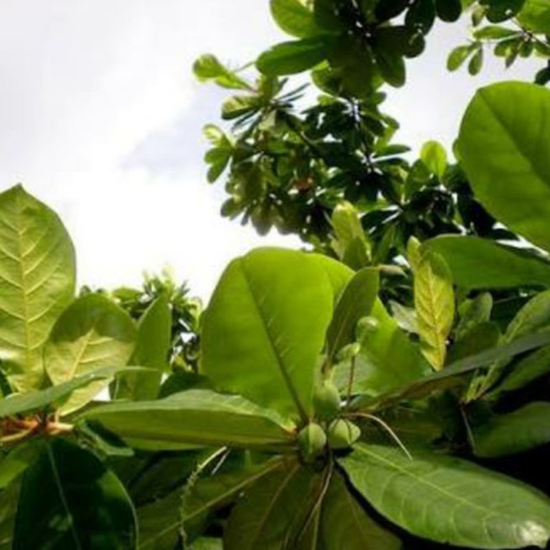 

Daun Ketapang Fresh | Obat berbagai penyakit