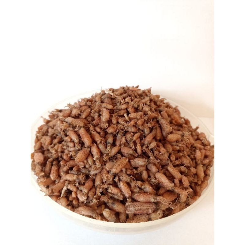 

Baby Cumi size 1-2cm