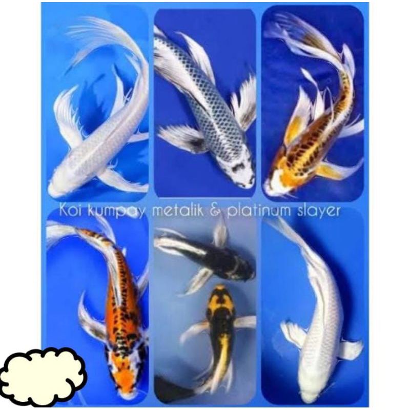 Ikan koi kumpay slayer