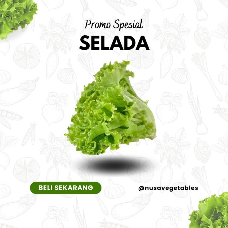 

NUSA VEGETABLE - Selada Segar
