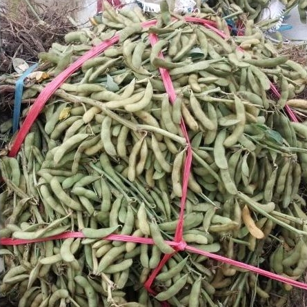 

kacang kedelai/edamame dele 1000kg 1 kg