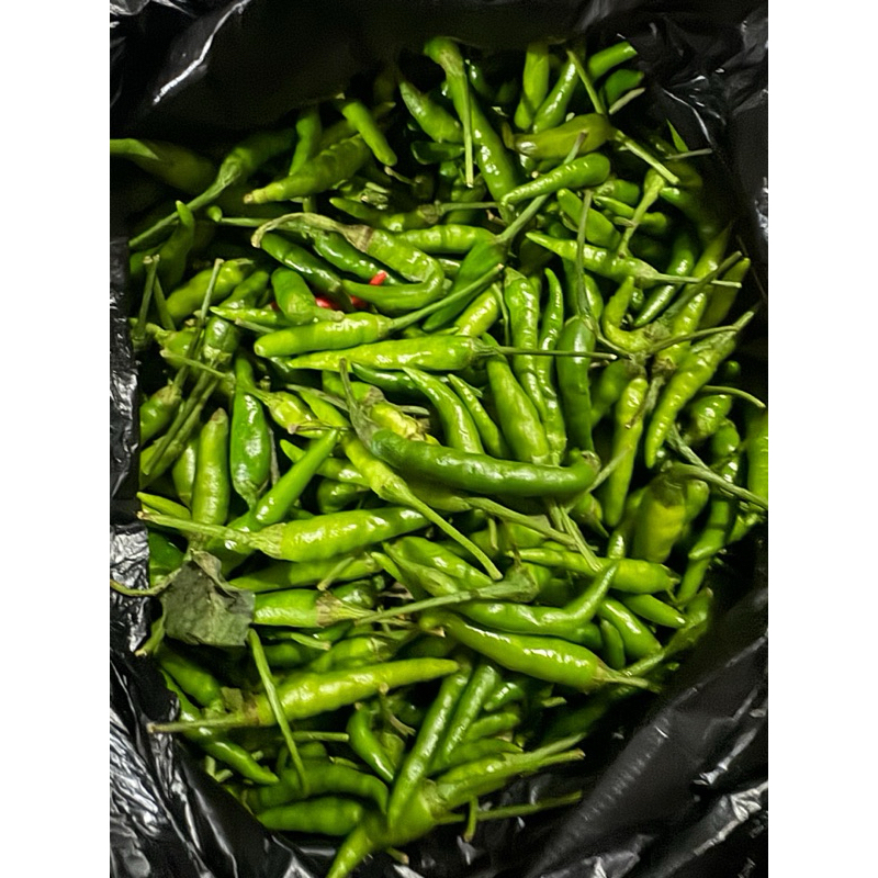 

Cabe rawit Hijau caplak murah