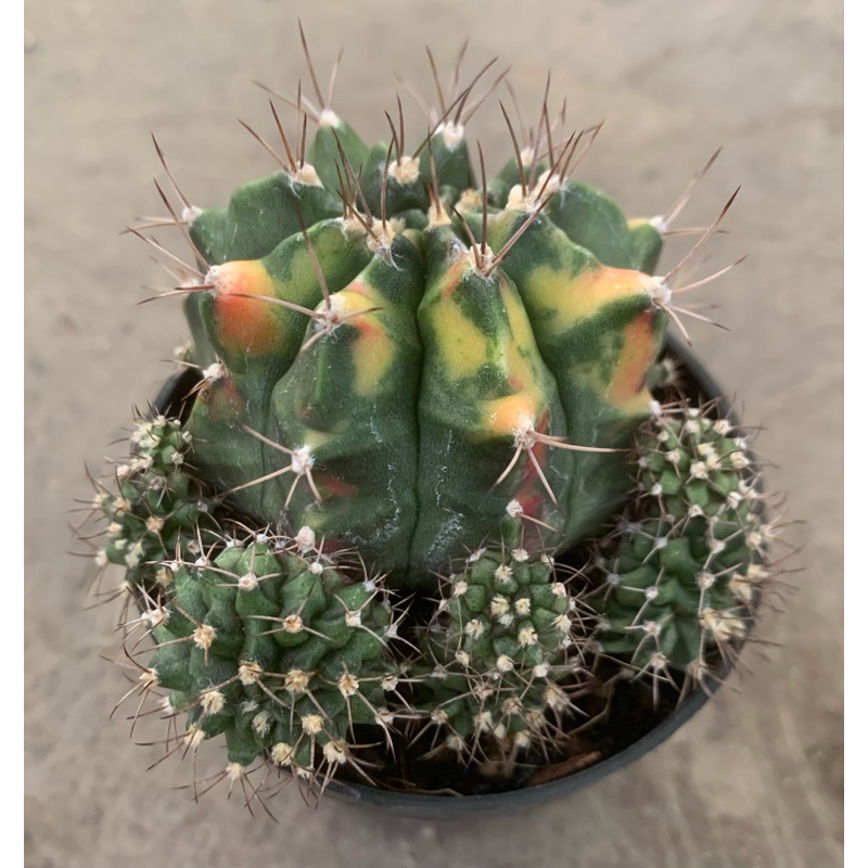 Kaktus Gymno Miha Varigate