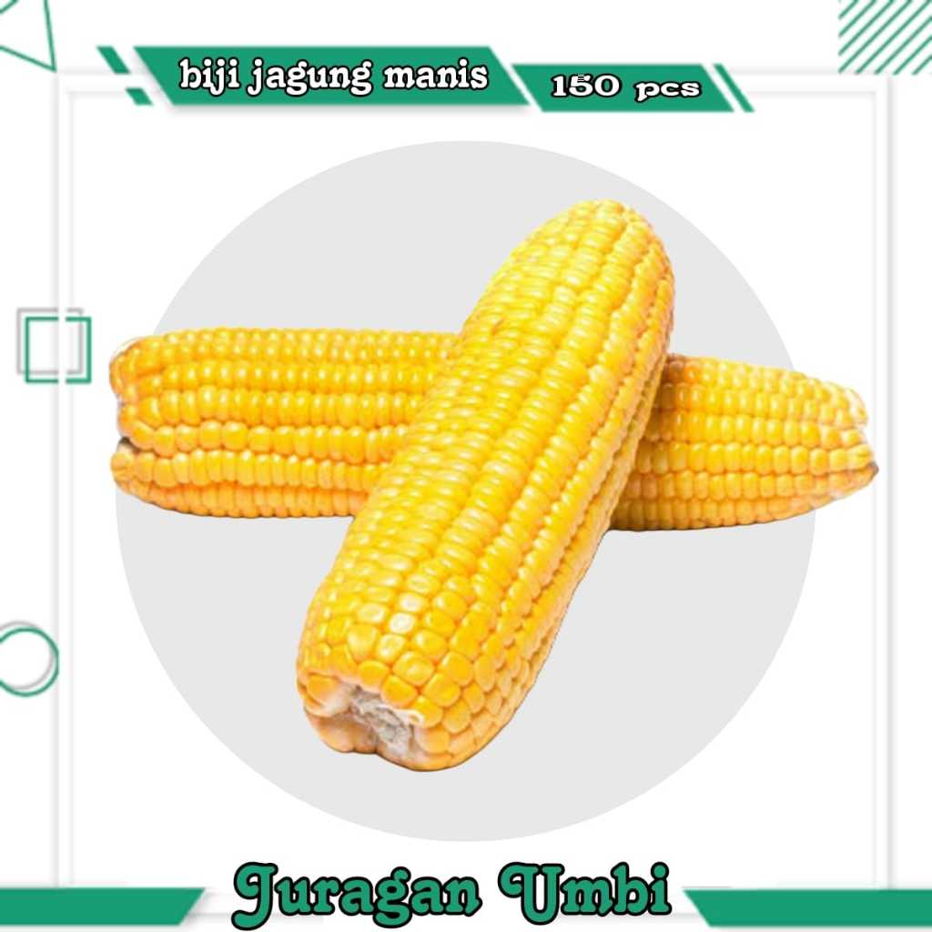 

Benih Bibit Jagung Manis Madu 250 Biji