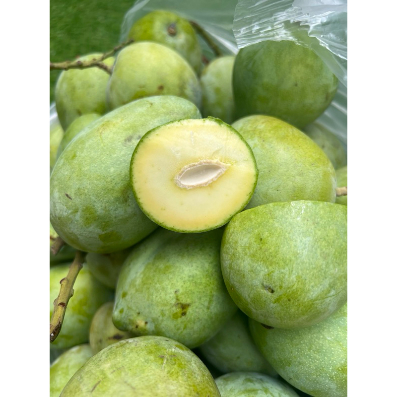 

BUAH MANGGA MUDA RUJAK