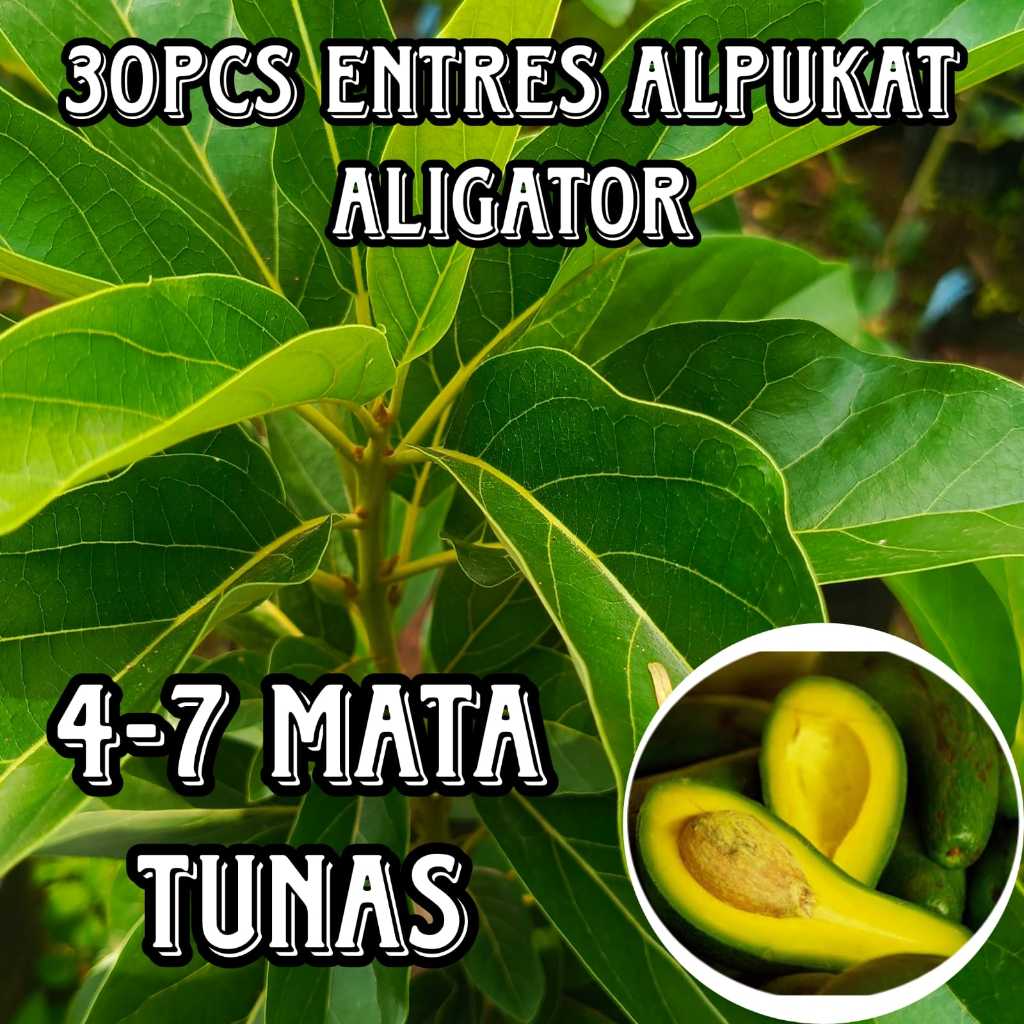GROSIR 30PCS ENTRES ALPUKAT ALIGATOR SUPER ENTRES ALPUKAT SUPER