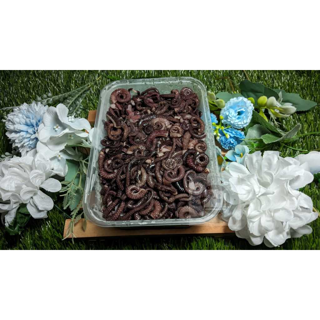 

Kaki Gurita / Ekor Gurita Matang 500gr