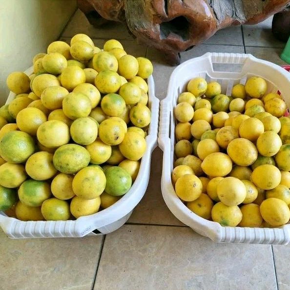 

Buah Lemon California Fresh Kota Semarang