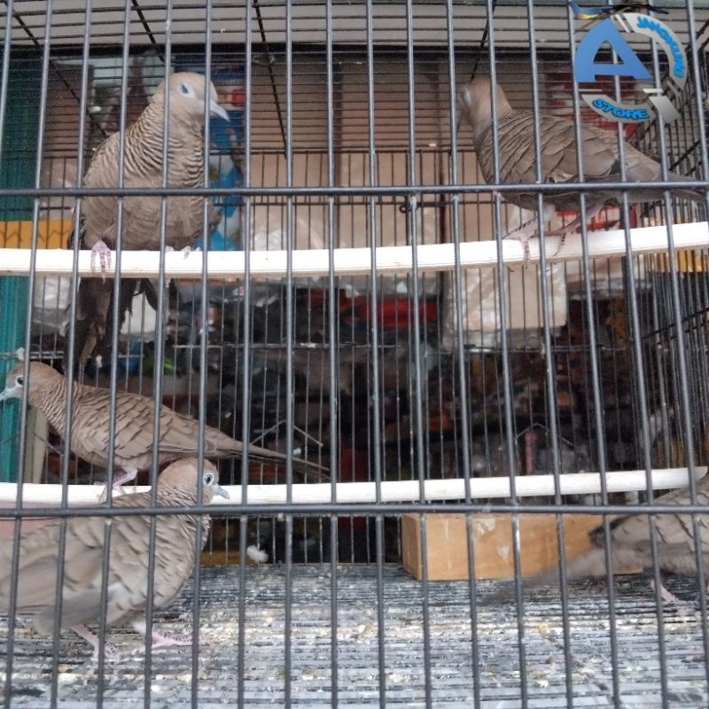 Burung Perkutut Cemani Hidup