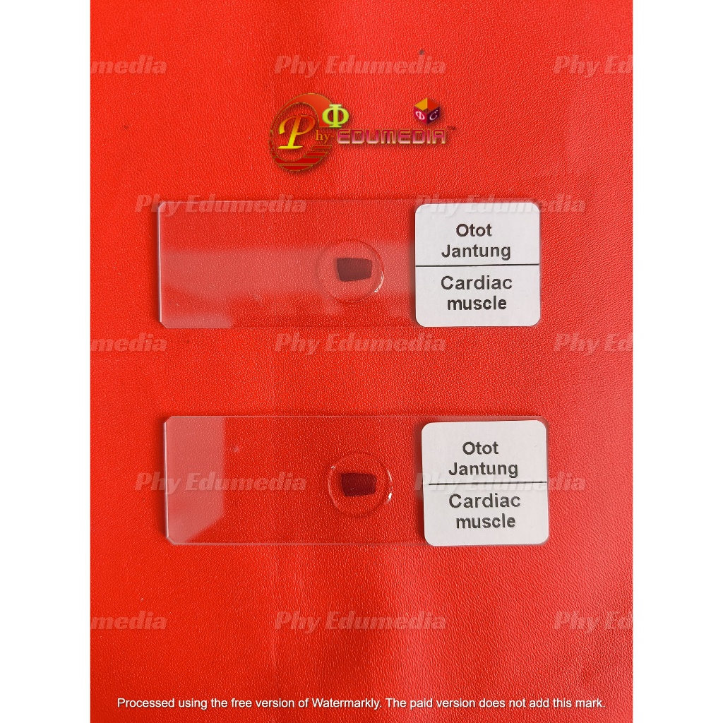 Preparat Otot Jantung / Mikroslaid Otot Jantung / Preparat Kering Cardiac Muscle Per Pcs