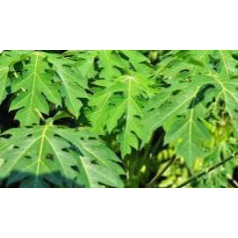 

Daun pepaya segar 500g