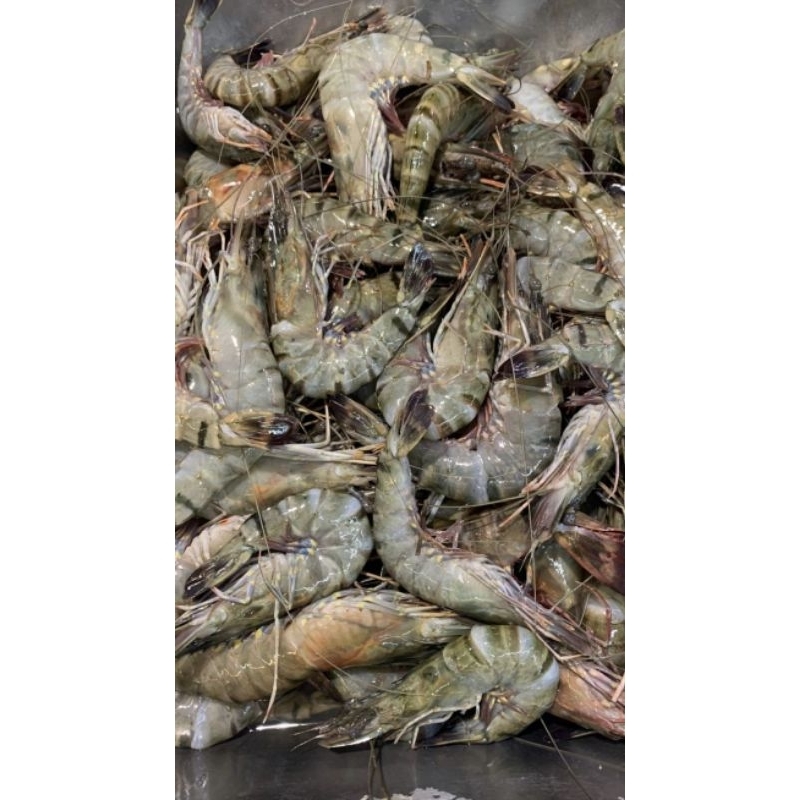 

Udang peci segar