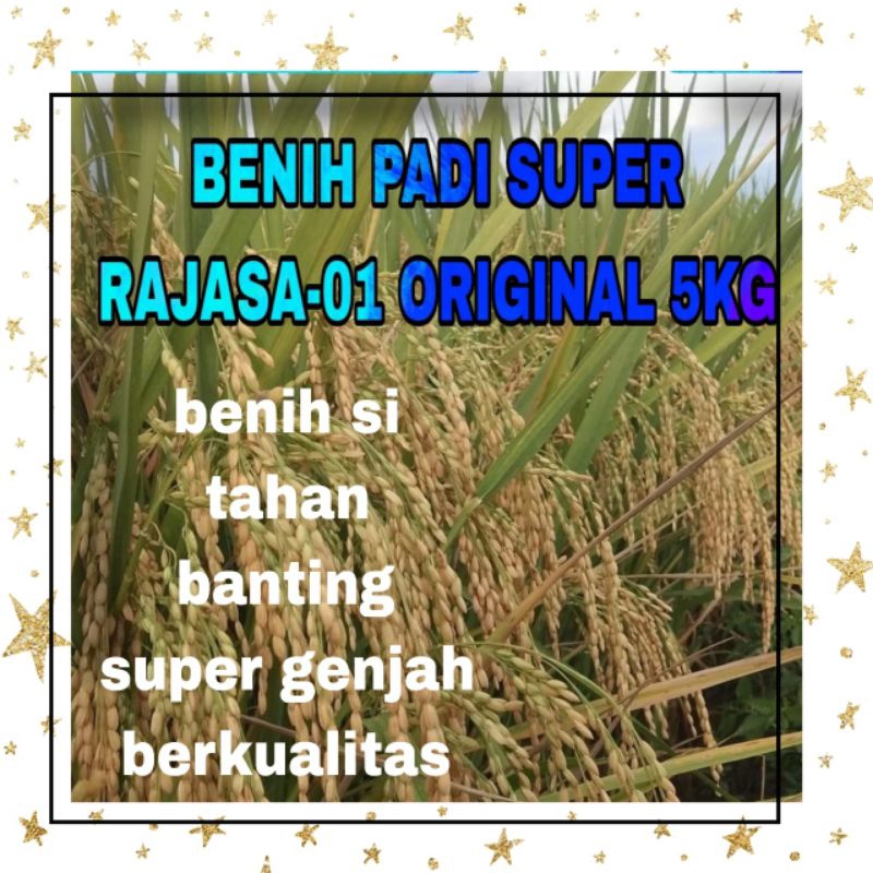 BENIH PADI RAJASA-01 5KG ORIGINAL 100% KEMASAN ASLI
