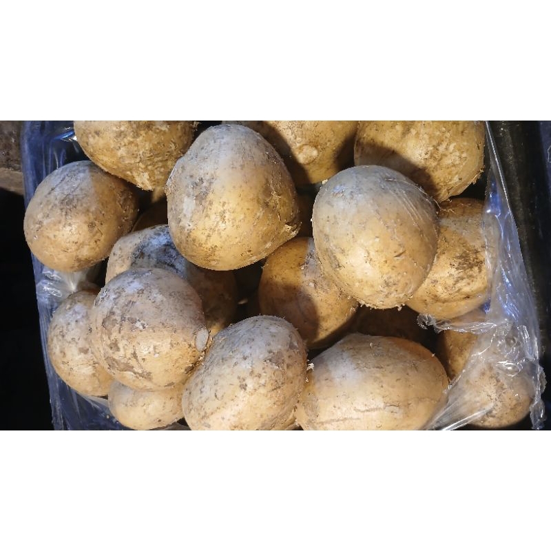 

Bengkuang manis 500grm