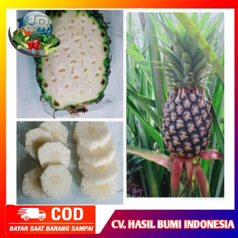 

Buah nanas muda segar dipetik dadakan harga 1buah